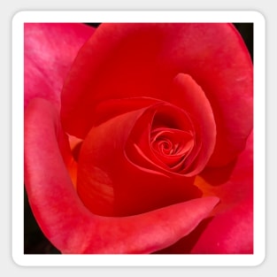 Unfurling Rose Sticker
